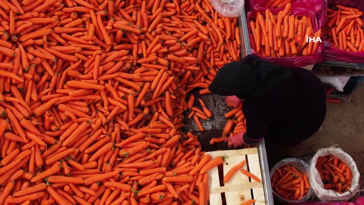 Kadınların elle sökümünü yaptığı havuç dünya pazarına hazırlanıyor