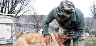 Sivas'ta Kar Yağışı Eksikliği Kangal Köpeklerini Etkiledi