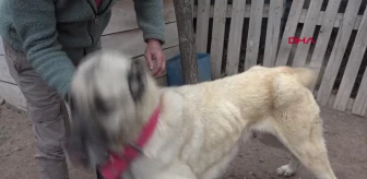 Sivas'ta Kangal köpeklerinin kışlık postlarına geçişleri gecikti