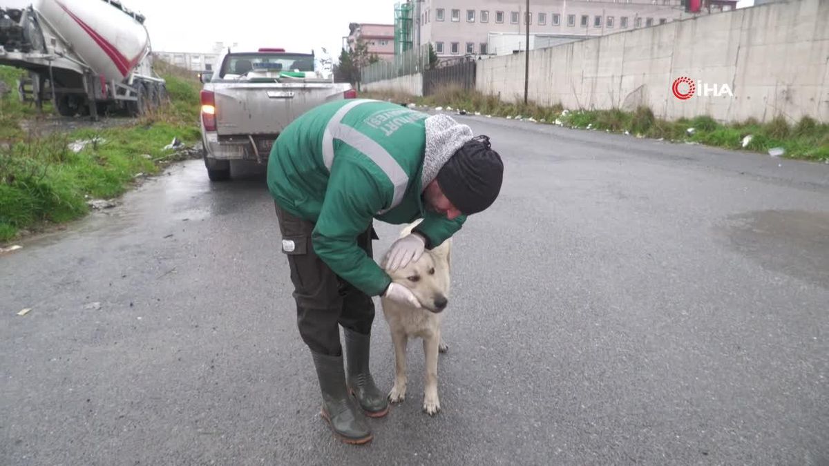 Esenyurt'ta sokak hayvanlarına mama desteği