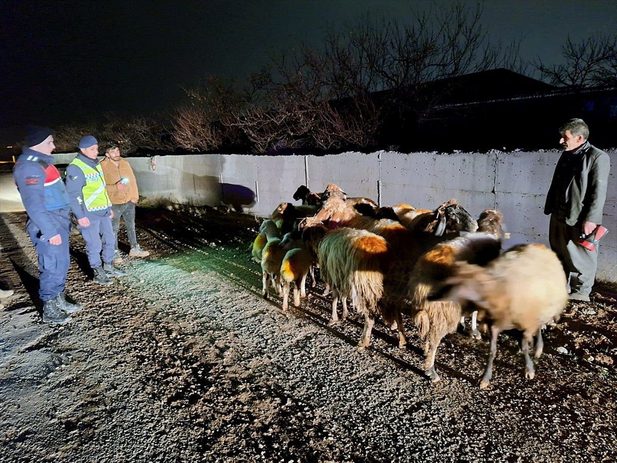 Malatya'da kaybolan 15 küçükbaş hayvan bulundu