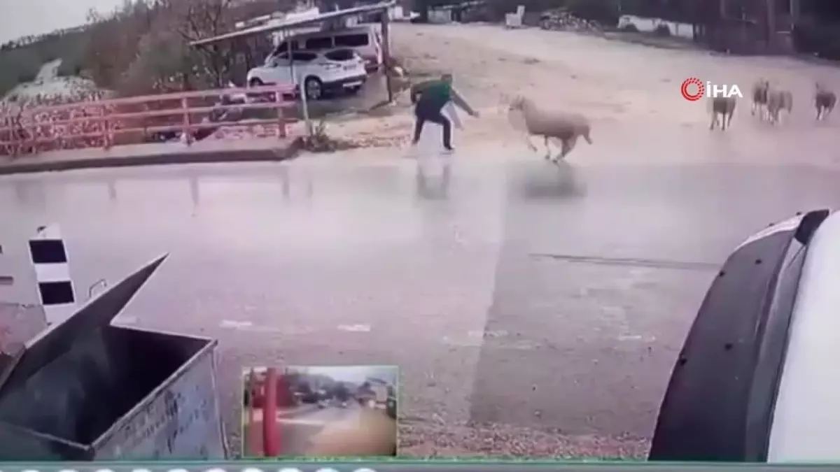 Koçun saldırısıyla yerde kalan adam kurtulamadı