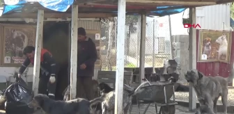 İslahiye Belediyesi Barınağında 6 Yılda Bin Köpek Sahiplendirildi
