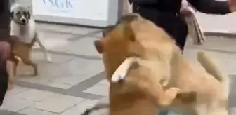 Sokak köpekleri cuma namazını böldü