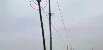 Köpekten korkan kedi direkte mahsur kaldı, itfaiye ekipleri kurtardı