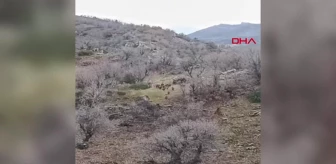 Şırnak'ta Gabar Dağı'nda yaban domuzu sürüsü görüntülendi