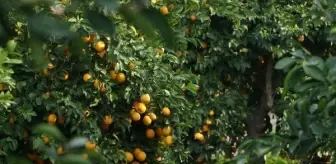 Limon Fiyatları Uçtu, Üreticiler Mağdur