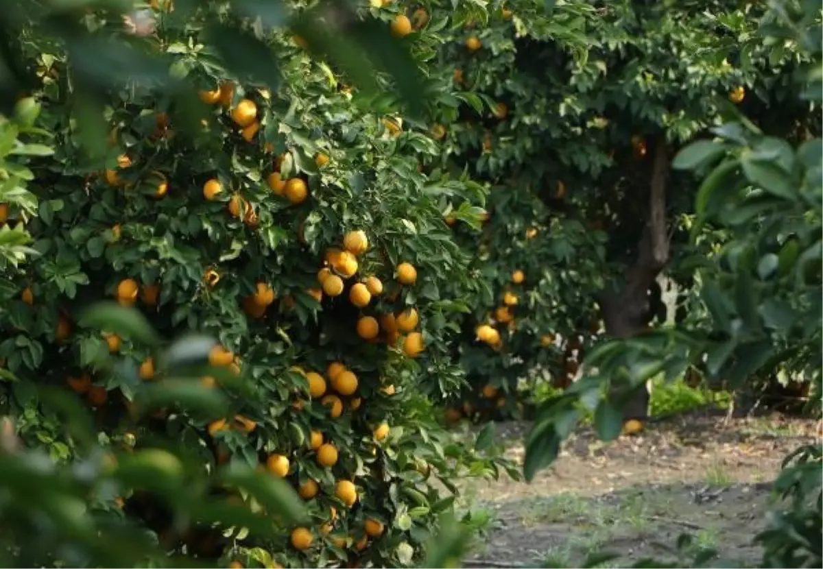 Limon Fiyatları Uçtu, Üreticiler Mağdur