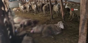 Ahıra giren kurtlar 25 koyunu telef etti