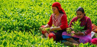 Nepal'de Maghe Sankranti Festivali İle Ispanak Toplanıyor