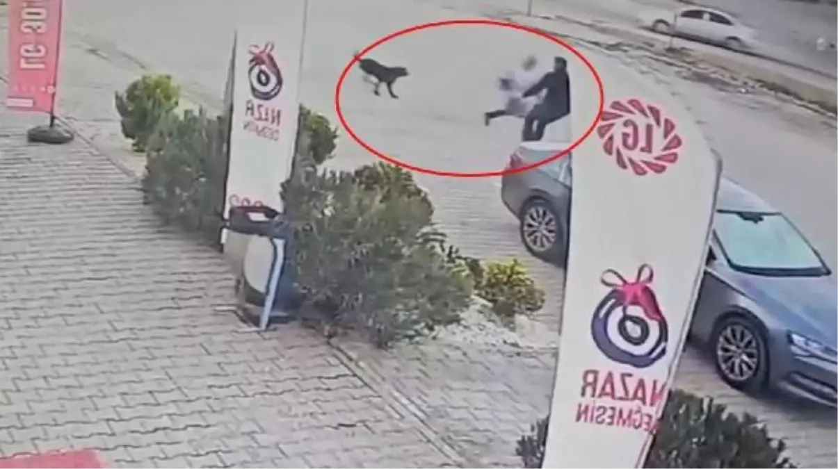 Köpeklerin Saldırısına Uğrayan Kız Çocuğu Kurtarıldı