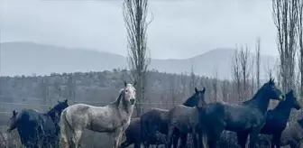 Isparta'da Yılkı Atları Yerleşim Yerlerine Yaklaştı