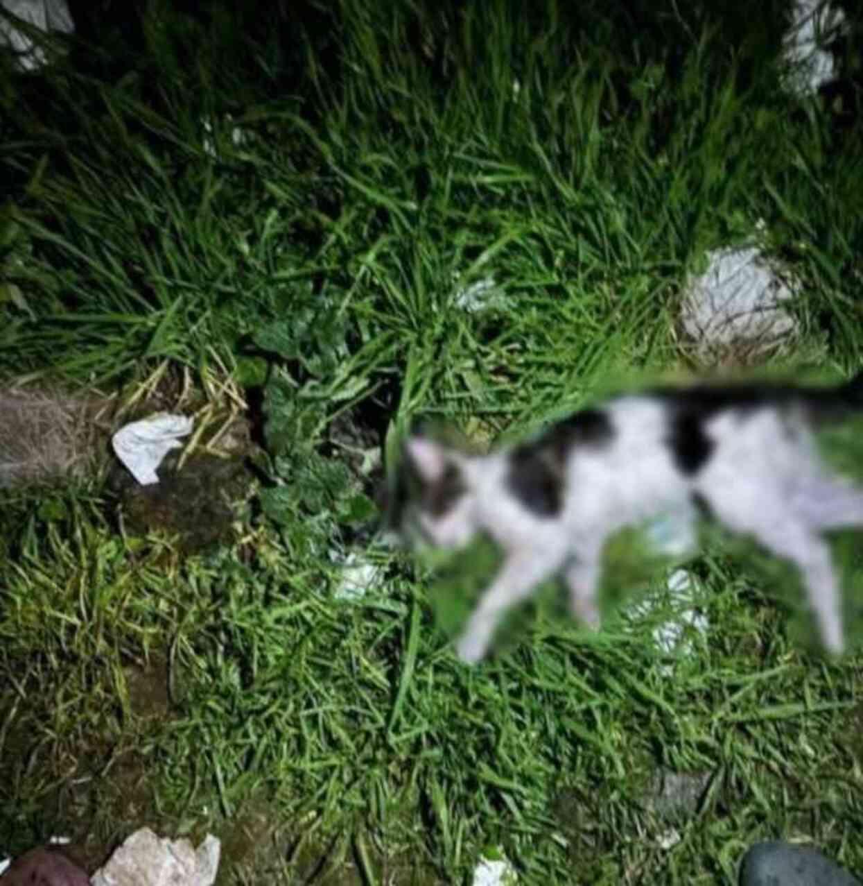 İzmir'de sokaktan kedileri toplayıp, evinde öldürdükten sonra bahçeye atan cani yakalandı