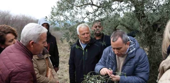 Efes Tarlası Yaşam Köyü'nde Kadın Üreticilere Zeytin Ağacı Budama Eğitimi