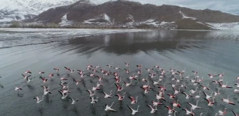 Van Gölü'nde Flamingoların Konaklaması Artıyor