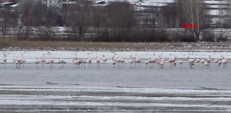 Van Gölü'nde Flamingoların Konaklaması