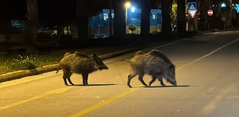 Bodrum'da aç kalan yaban domuzları kent merkezine indi