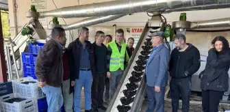 Antalya'da 2 Bin 100 Ton Zeytinden 320 Ton Zeytinyağı Üretildi