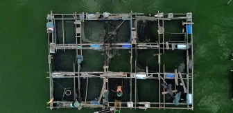 Endonezya'da yüzen çiftliklerde balık üretimi yapılıyor