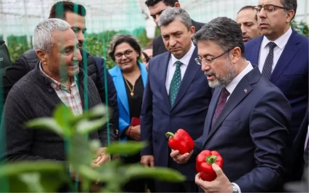 Serada Biber Hasadı Yaptı