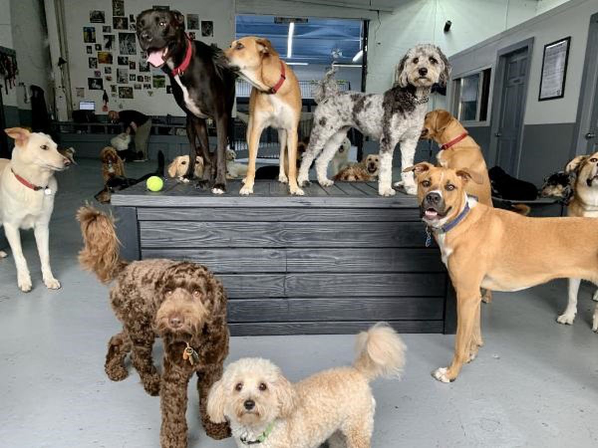 Küçük Köpeklerin Daha Uzun Yaşama Eğilimi