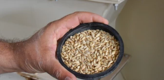 TİGEM'e bağlı Malya Tarım İşletmesi'nden çiftçilere hububat tohumu dağıtımı