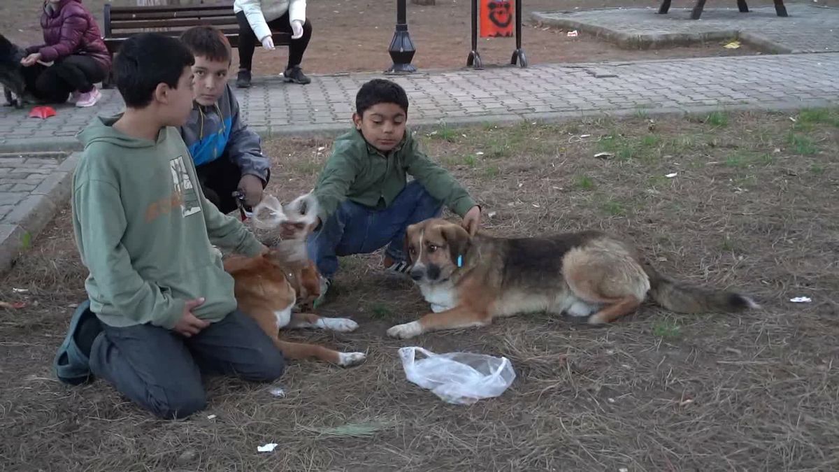 Atakum Belediyesi Sokak Hayvanları İçin Önemli Çalışmalara İmza Attı