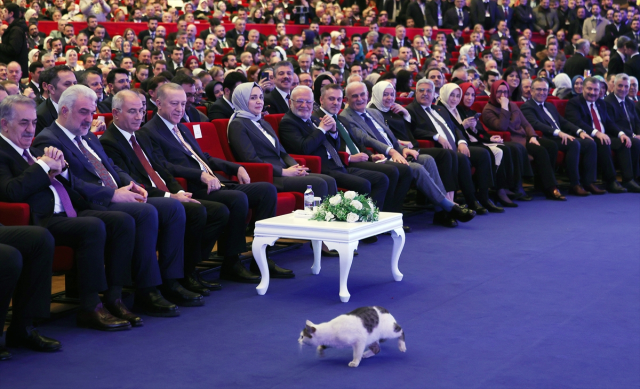 Cumhurbaşkanı Erdoğan, İstanbul'un ilçe belediye başkan adaylarını açıklıyor