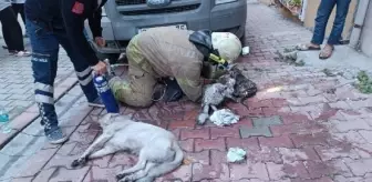 Esenyurt'ta çıkan yangında 8 kedi ve 1 köpek kurtarıldı