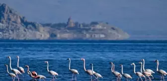 Van Gölü Havzası, Sibirya'dan gelen ötücü kuğular ve göç etmeyen flamingolara ev sahipliği yapıyor