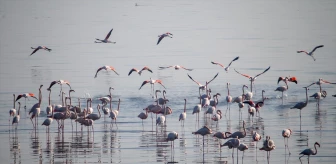 İzmir'deki sulak alanlardaki kış kuşu sayısında artış gözlemleniyor