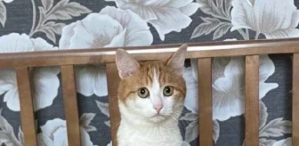 Rusya'da Trenden Atılan Kedi Hayatını Kaybetti