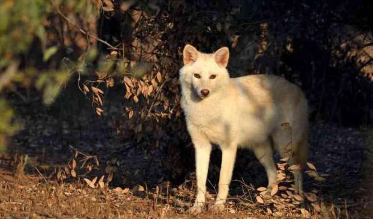 Türkiye'de ilk kez görülen Albino Çakal'ın görüntüleri Türkiye'de ilk kez görülen Albino Çakal'ın görüntüleri
