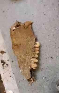 İngiltere'de su tesisatçısı, tamir için gittiği 200 yıllık evin zeminini kazınca bir yığın kemik buldu