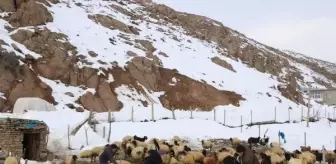 Hakkari'de besiciler hayvanlarını yazın biriktirdikleri otlarla besliyor