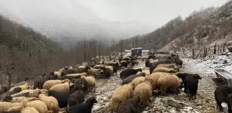 Artvin'de küçükbaş hayvanlarda çiçek hastalığı alarmı