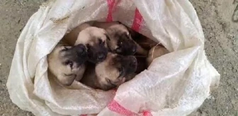 İslahiye'de Ağzı Bağlanmış Çuvallarda Bulunan 15 Yavru Köpek Koruma Altına Alındı