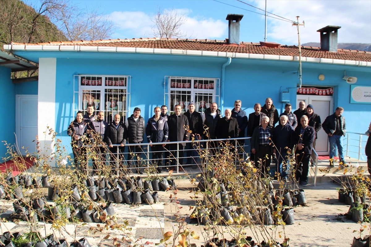 Sinop Ayancık'ta Çiftçilere 800 Armut Fidanı Dağıtıldı
