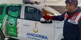 Uçamayan Peçeli Baykuş Edirne'de Koruma Altına Alındı