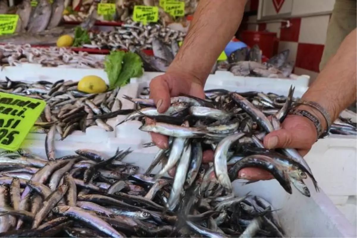 Karadeniz'de Hamsi Göç Etti