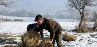 Karla Kaplı Yaylada Yılkı Atlarına Yardım