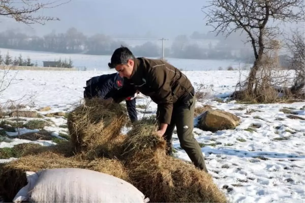 Karla Kaplı Yaylada Yılkı Atlarına Yardım