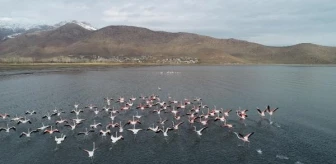 Flamingolar Afrika'ya göç etmedi, koruma tedbirleri alındı
