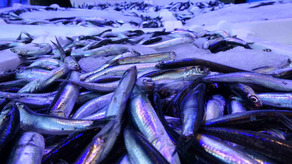 Hamsi Avı Yasağı Sonrası Hamsiler İrileşti
