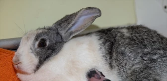 Ankara-Eskişehir yolunda bırakılan tavşanlar kurtarıldı