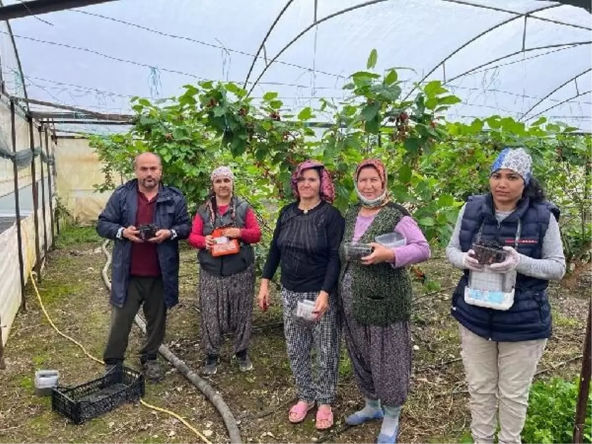 Mersin'de Karadut Üretimi ve Fiyatları