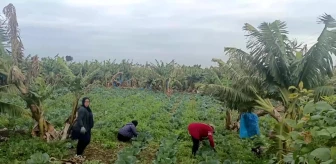 Lübnanlı çiftçiler, İsrail-Hizbullah çatışmaları sırasında ürünlerini hasat etmeye devam ediyor