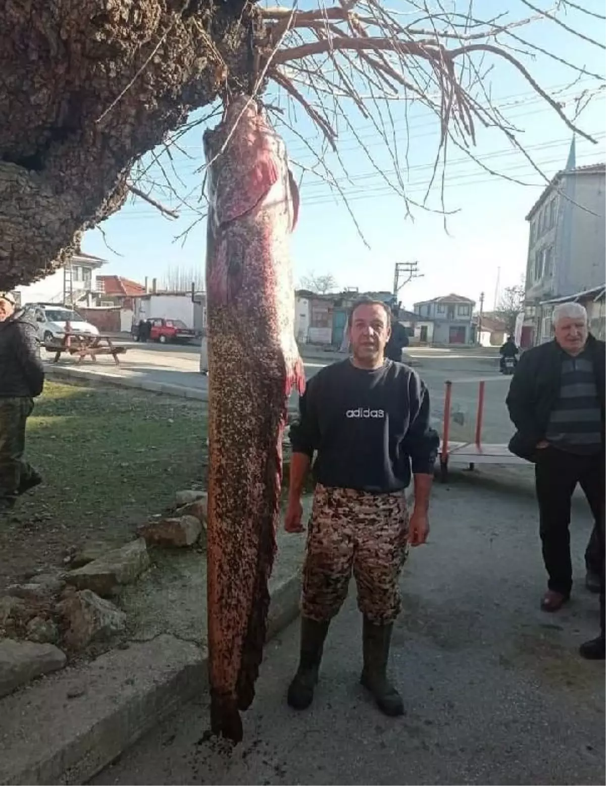 Edirne'de Dev Yayın Balığı Yakalandı