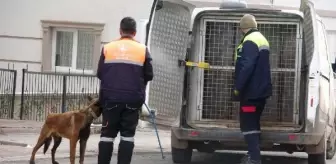 Sivas'ta Köpek Saldırısı: 4 Kişi Yaralandı