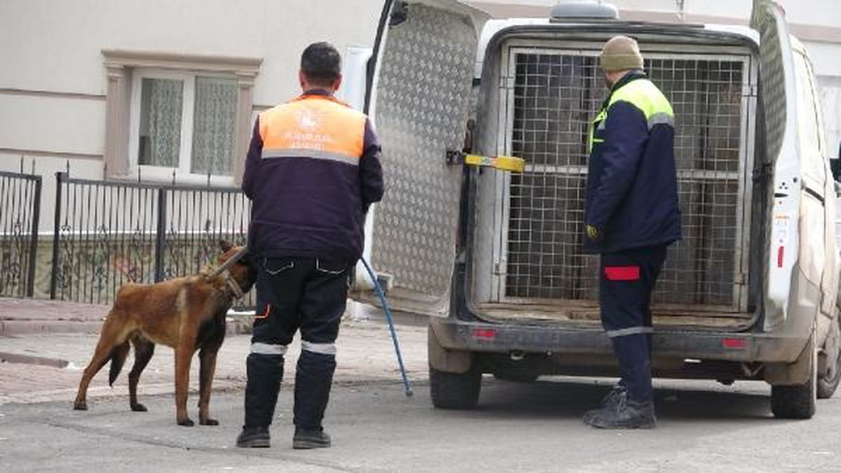 Sivas'ta Köpek Saldırısı: 4 Kişi Yaralandı